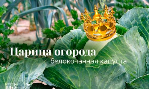 Полезные свойства белокочанной капусты для человека Польза и вред белокочанной капусты