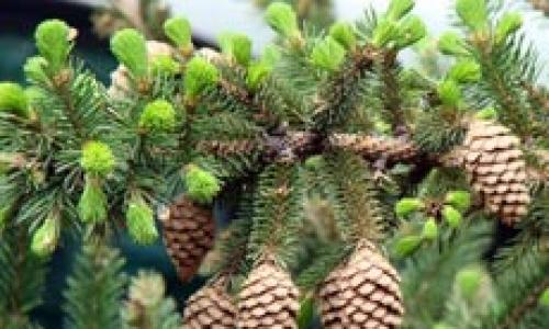 Taiga tincture of fir cones with vodka