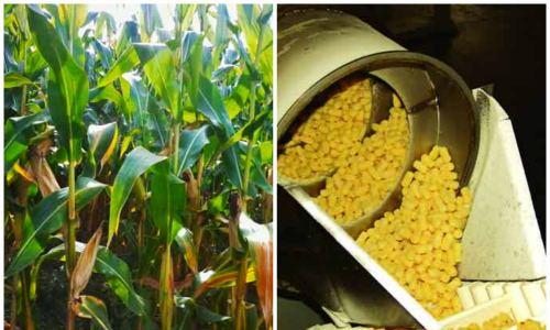 Kukurūzas nūjas - kaloriju saturs, sastāvs un derīgās īpašības