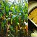 Kukuričné ​​tyčinky - obsah kalórií, zloženie a prospešné vlastnosti